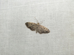Eupithecia abietaria