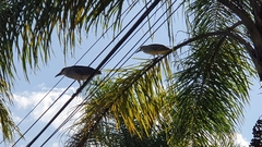 Nycticorax nycticorax