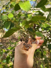 Cordia alliodora