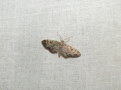 Eupithecia abietaria
