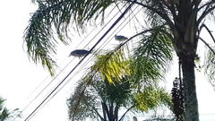 Nycticorax nycticorax