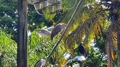 Nycticorax nycticorax