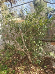 Cordia alliodora