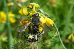 Anthidium septemspinosum