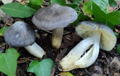 Entoloma bloxamii