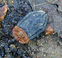 Oiceoptoma thoracicum