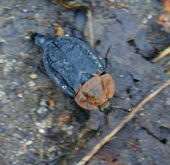 Oiceoptoma thoracicum