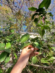 Cordia alliodora