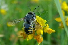 Anthidium septemspinosum