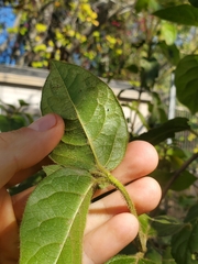Cordia alliodora