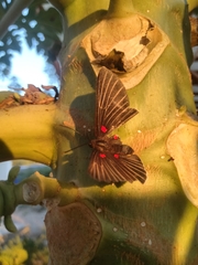 Melanis cephise