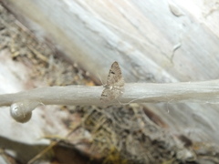 Eupithecia conterminata