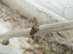 Eupithecia conterminata