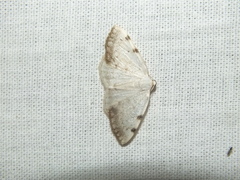 Lomographa bimaculata