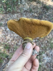 Suillus salmonicolor