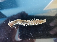 Scolopendra polymorpha