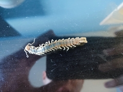 Scolopendra polymorpha