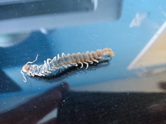 Scolopendra polymorpha