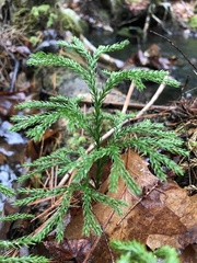 Dendrolycopodium hickeyi