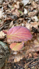 Viburnum rafinesqueanum