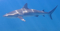 Carcharhinus perezii