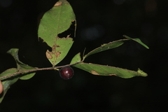 Orophea thomsonii