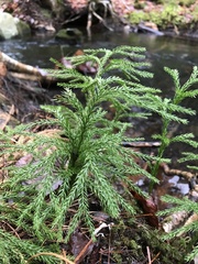 Dendrolycopodium hickeyi
