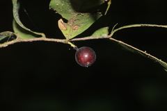 Orophea thomsonii