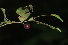 Orophea thomsonii