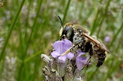 Anthidium septemspinosum