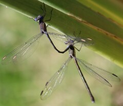 Archilestes