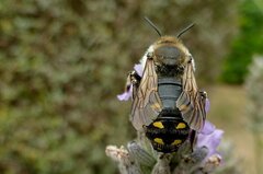 Anthidium septemspinosum