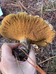 Suillus salmonicolor