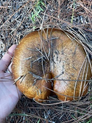 Suillus salmonicolor