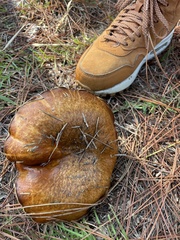 Suillus salmonicolor