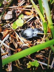 Abax parallelepipedus