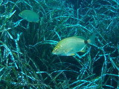 Diplodus annularis