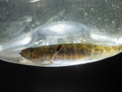Micropercops swinhonis