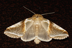 Habrosyne pyritoides