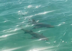 Negaprion brevirostris