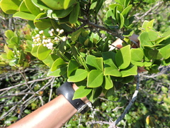 Myrcia multiflora