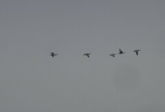 Branta leucopsis