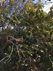 Arthroclianthus