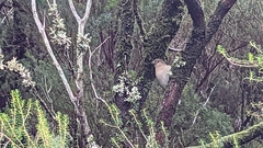 Fringilla coelebs maderensis