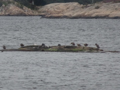 Somateria mollissima