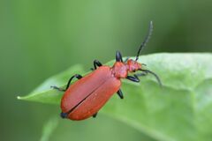 Pyrochroa serraticornis