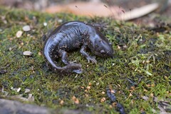 Ambystoma talpoideum