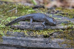 Ambystoma talpoideum