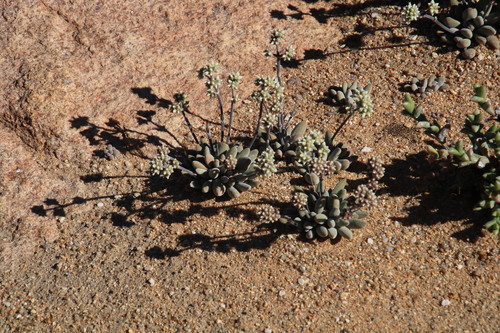 Crassula namaquensis
