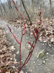 Rose rosette emaravirus